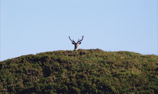The sky, a hill behind which the head of a deer shows up