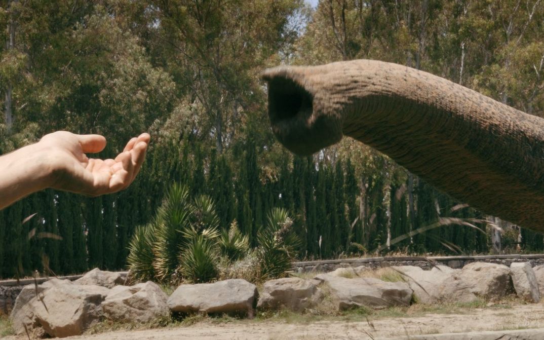 A human hand and the trunk of an elephant are stretched into the frame, moving towards each other. Stones and trees can be seen in the background.