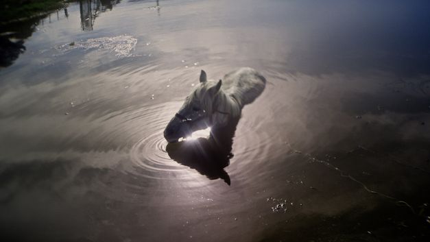 Filmstill aus AFTER DREAMING von Christine Haroutounian. Das Bild zeigt ein weisses Pferd in einem Gewässer.