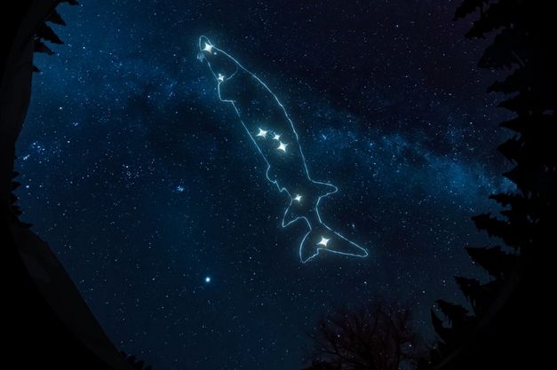 Film still from von Lisa Jackson and The Macronauts’s film “Wilfred Buck’s Star Stories”. An extended reality experience immerses us in a nocturnal spectacle where a fish-shaped constellation dances above the treetops, unfolding across a starlit sky.