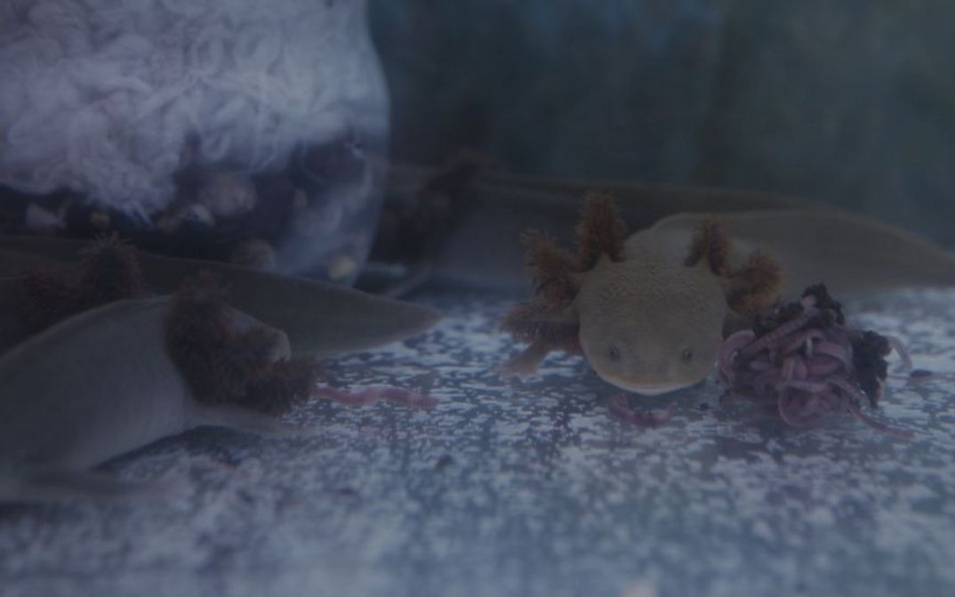 Film still from A COMMON SEQUENCE: Sea creatures in the water