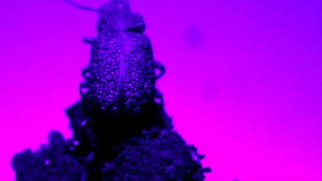 Film still from Stéphanie Lagarde’s film “Extra Life (And Decay)”. In close-up, the silhouette of an insect filmed in ultraviolet stands out against a pink background. 