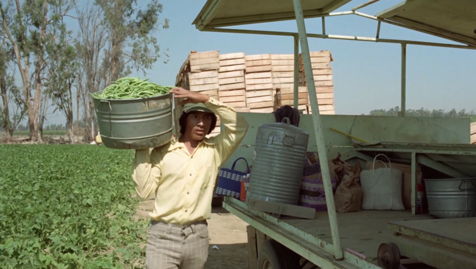 Film still from LA CAUSA: A young farm worker stands next to a field and a tractor, carrying a container of harvested beans.