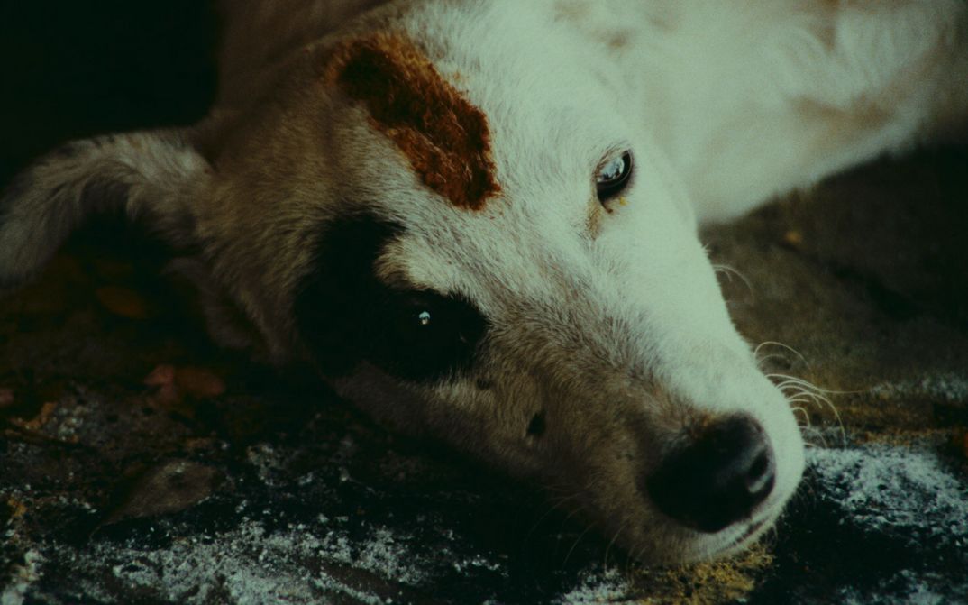 Filmstill aus KUMMATY: Ein Hund mit halbgeöffneten Augen und Blut auf der Stirn.