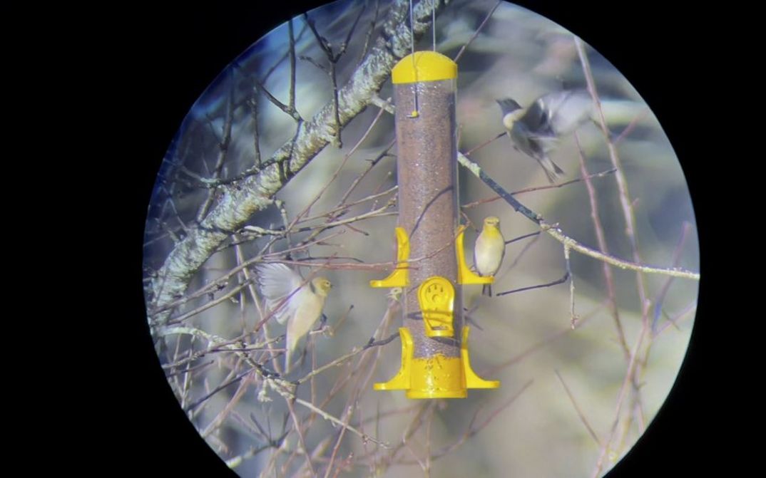 Still from the film "Horse Opera" by Moyra Davey. Through a circular aperture against a black background, we see a yellow birdfeeding station hanging off a branch. A small bird with a yellow head is sitting on the station, two others are flying around it.