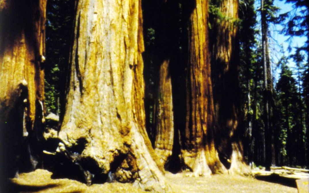 Filmstill aus SOGOBI: Aufnahme von einigen Mammutbäumen.