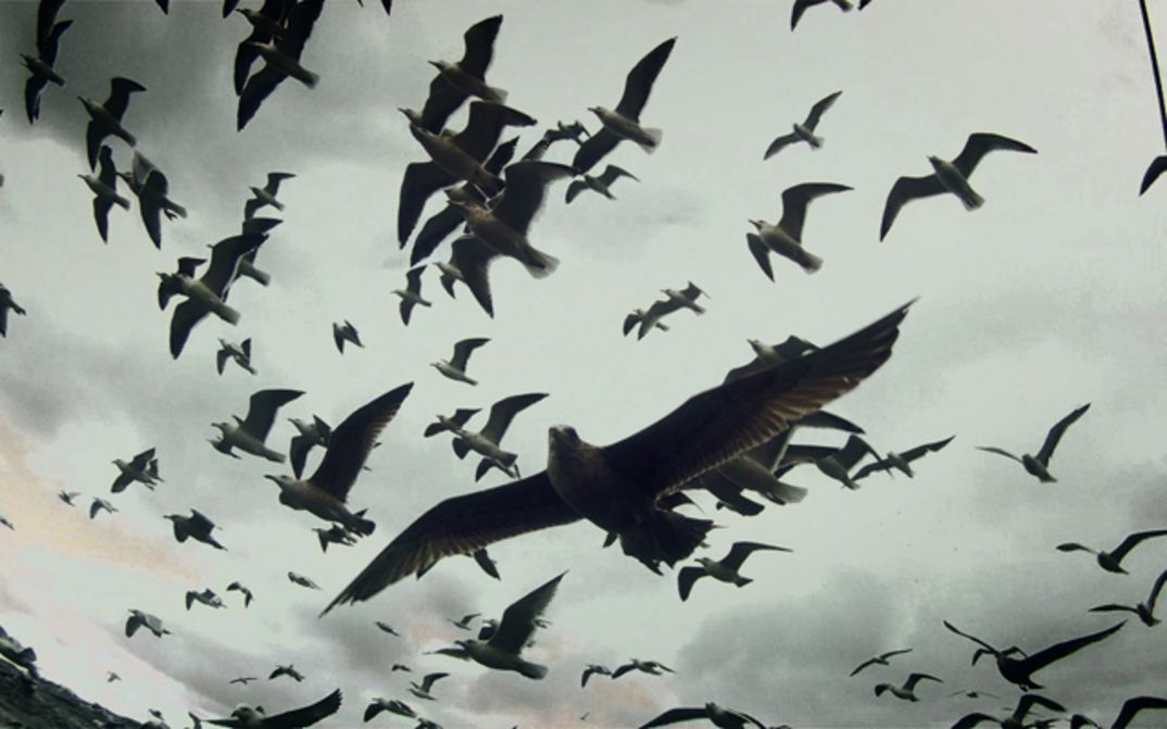 A group of seagulls in flight, taken with a wide-angle lens.Film still from LEVIATHAN: