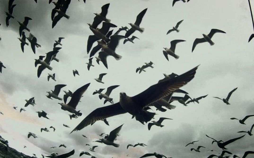 A group of seagulls in flight, taken with a wide-angle lens.Film still from LEVIATHAN:
