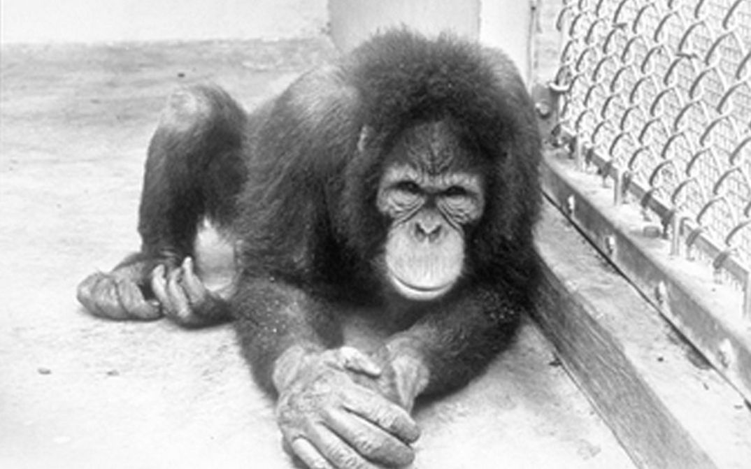 Film still from PRIMATE. A chimpanzee sits on the ground.