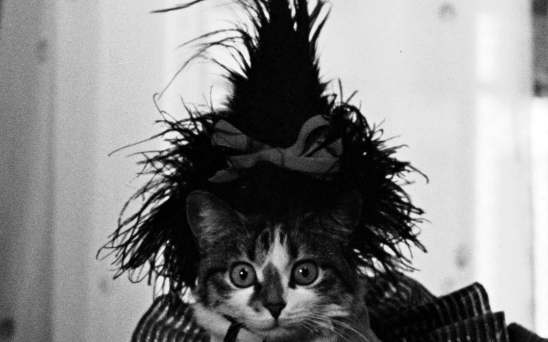 Film still from THE LOVELY MONTH OF MAY: A cat with a pom-pom on its head.