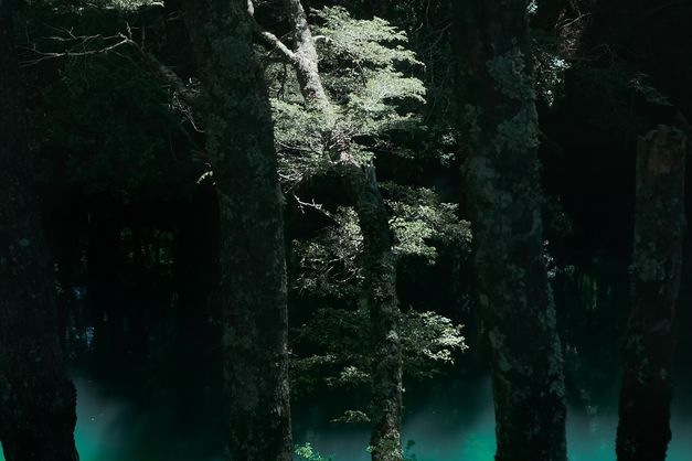 Dense forest with tall tree trunks, patches of light filtering through the canopy.
