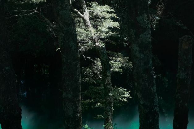 Dicht bewaldeter Wald mit hohen Baumstämmen, Licht fällt stellenweise durch das Blätterdach.