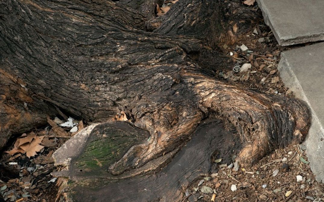 Film still from BERLIN UNDERGROUND: Detailed view of a tree root, surrounded by concrete.