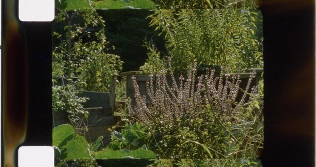 Zu sehen ist ein Filmstreifen mit einem Einzelbild, das einige Kräuterbeete zeigt.