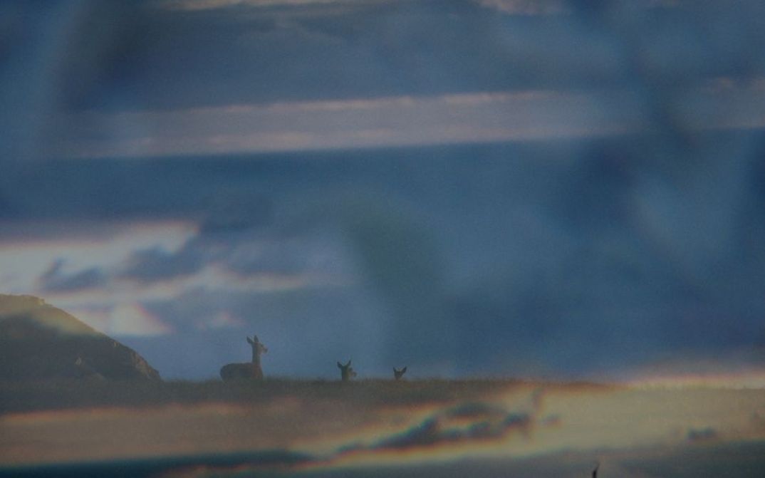 Film still from Emilia Beatriz’s film “barrunto”. A foggy image -- three animals, seemingly deer, trod along a barren landscape.