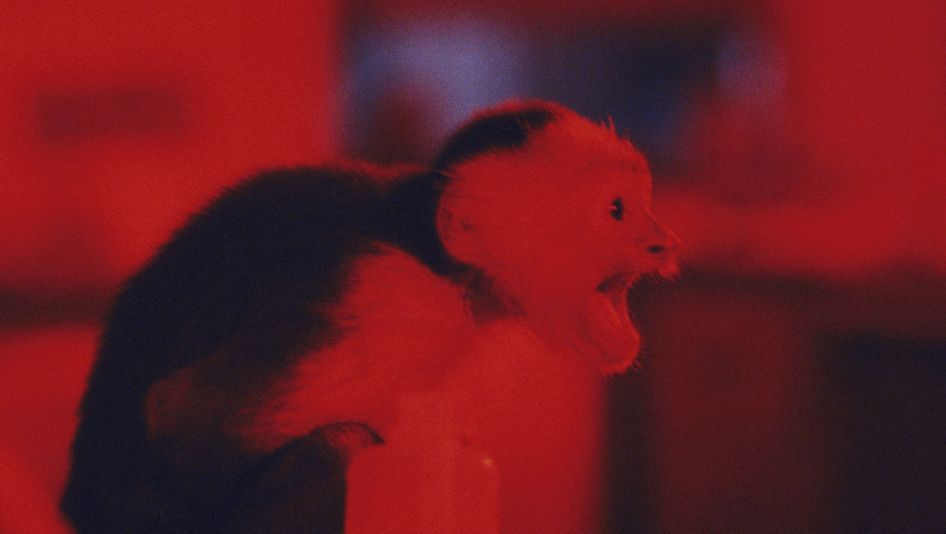 Filmstill aus MONKEY SHINES: Ein kleiner Affe, der den Mund aufreißt. 