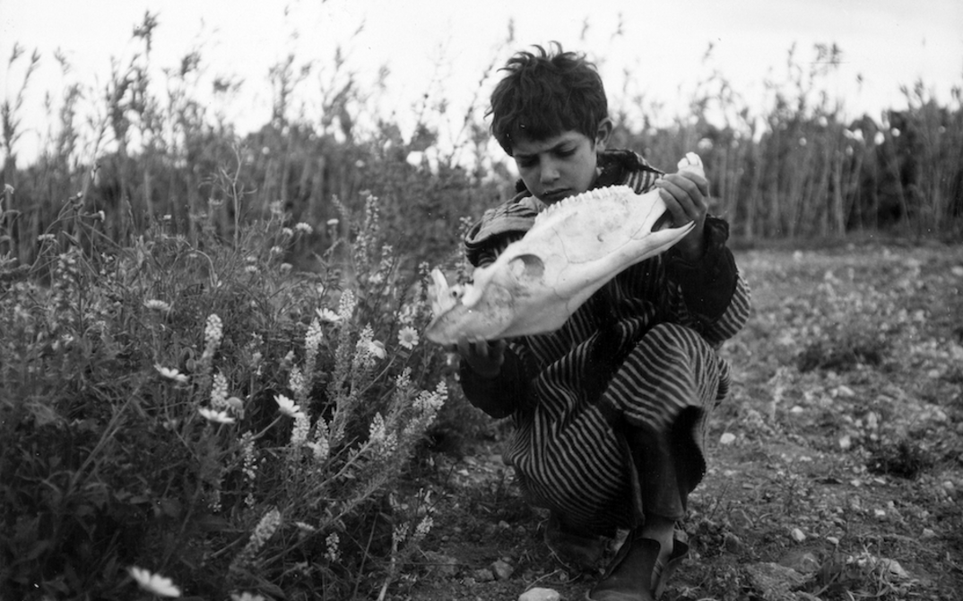 Film still from HAMIDA: A child is holding an animal skeleton at the edge of a field.